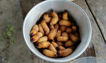 구더기에 관한 꿈의 10가지 꿈 해석 – 영적 의미와 상징주의