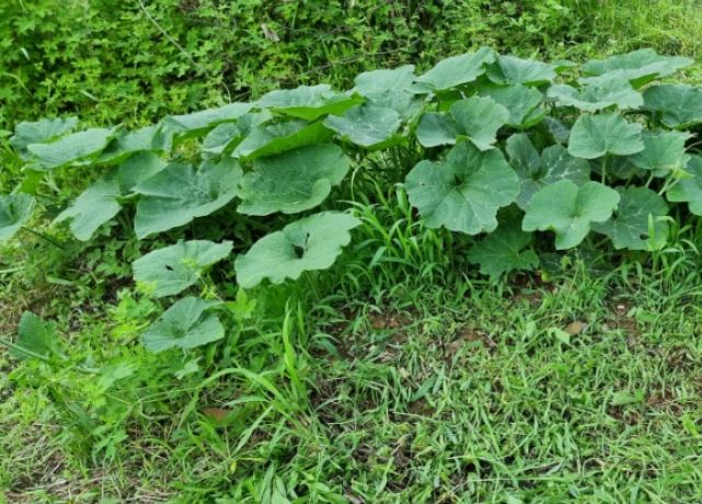 6 Spiritual Meanings of Dreaming of Pumpkin Leaves