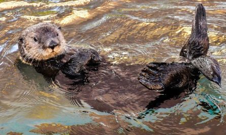 7 Spiritual Meanings of Dreaming of Sea Otters