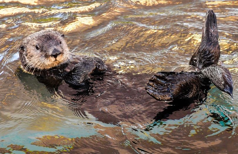 7 Spiritual Meanings of Dreaming of Sea Otters