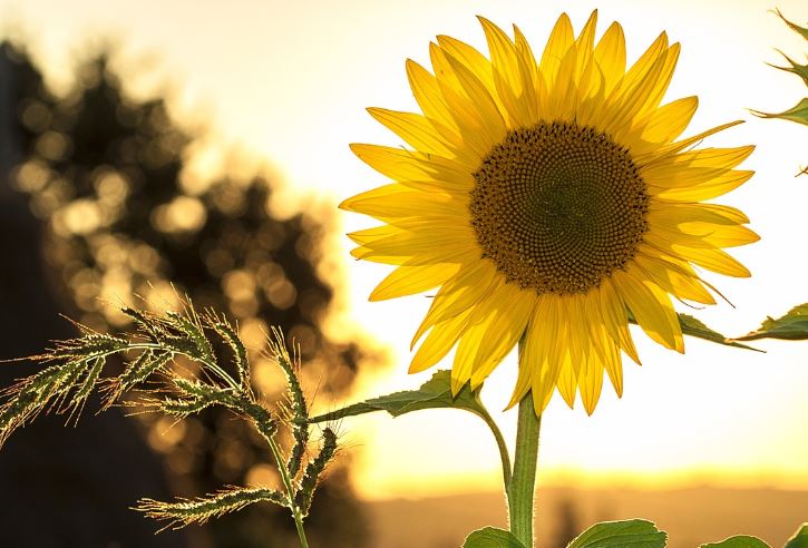 6 Spiritual Meanings of Dreaming of Sunflowers