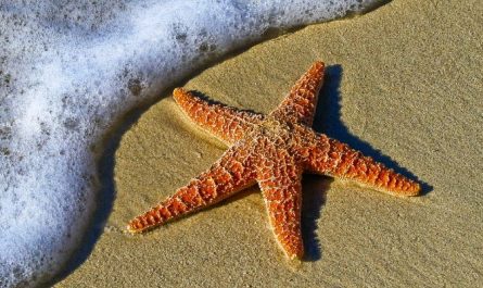 8 Spiritual Meanings of Dreaming of Starfish