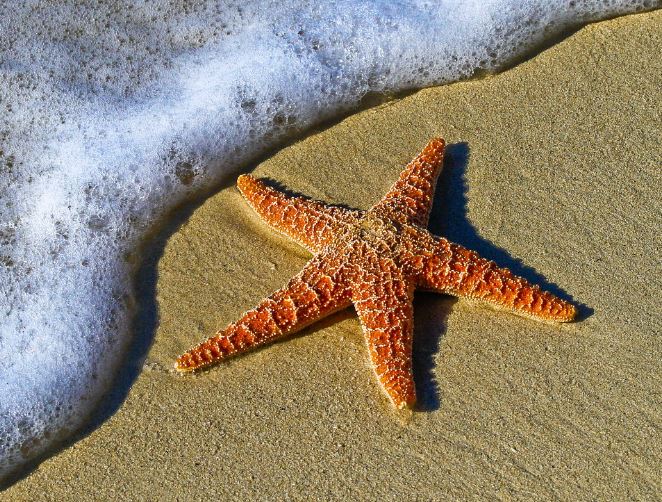 8 Spiritual Meanings of Dreaming of Starfish