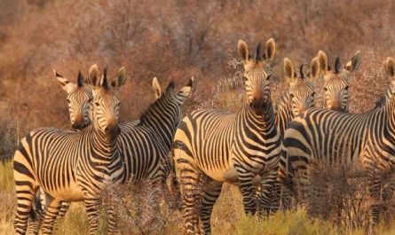 8 Spiritual Meanings of Dreaming of Zebras