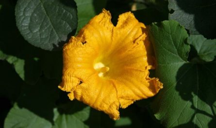 7 Spiritual Meanings of Dreaming of Pumpkin Flowers