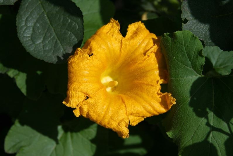 7 Spiritual Meanings of Dreaming of Pumpkin Flowers