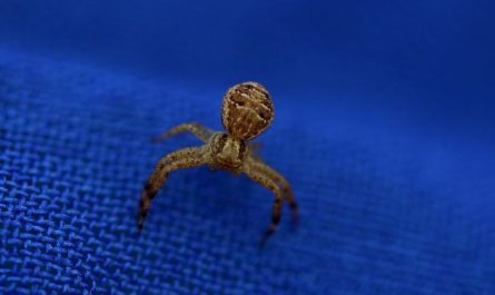 16 Spiritual Meanings of Dreaming of a Brown Spider