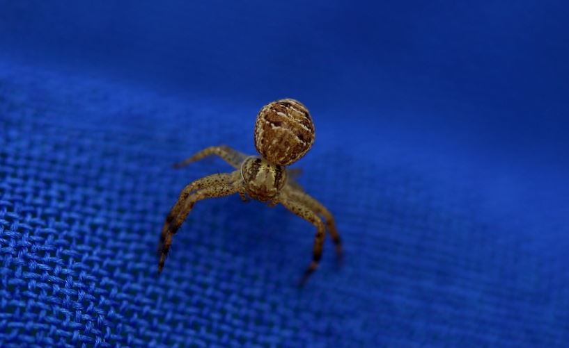 16 Spiritual Meanings of Dreaming of a Brown Spider