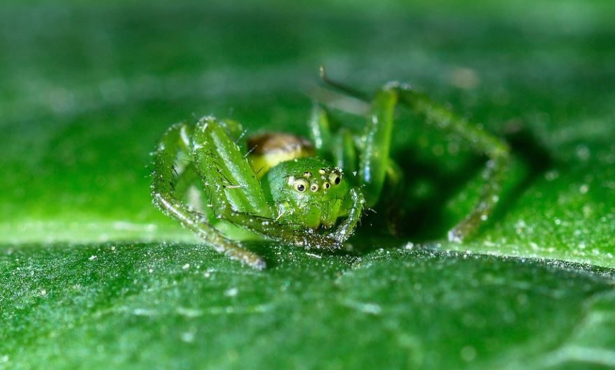 11 Spiritual Meanings of Dreaming of Green Spider