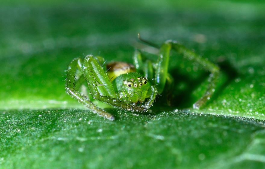 11 Spiritual Meanings of Dreaming of Green Spider