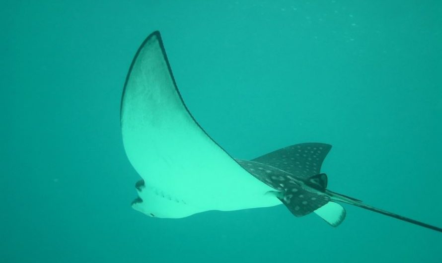 18 Spiritual Meanings of Dreaming of Stingrays