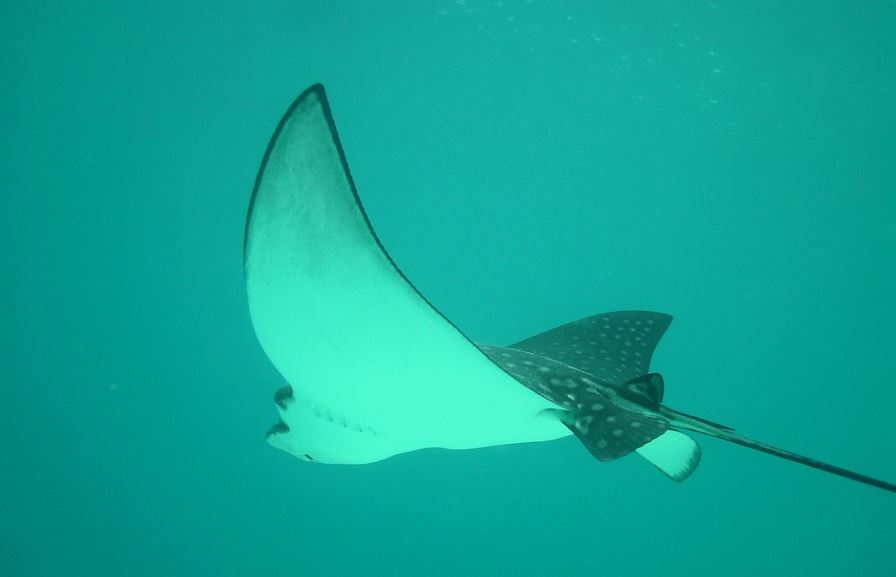 18 Spiritual Meanings of Dreaming of Stingrays