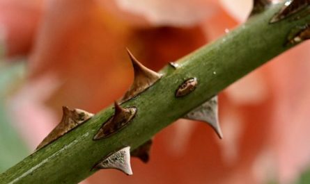 6 Spiritual Meanings of Dreaming of Thorns