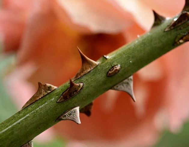 6 Spiritual Meanings of Dreaming of Thorns