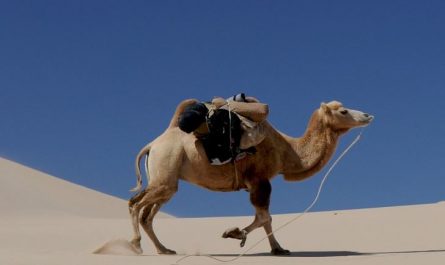 7 Spiritual Meanings of Dreaming of Camels