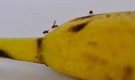 7 Spiritual Meanings of Dreaming of Fruit Flies