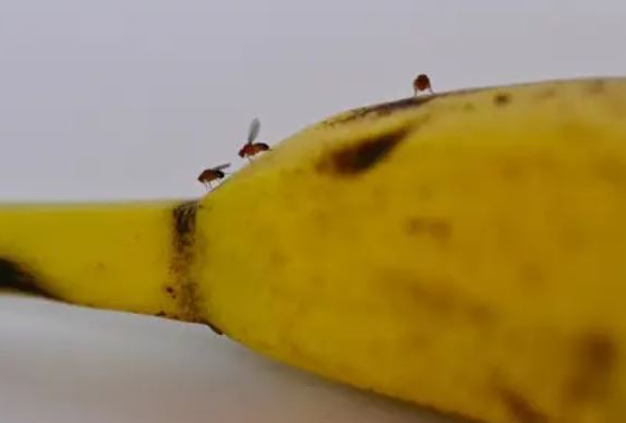 7 Spiritual Meanings of Dreaming of Fruit Flies