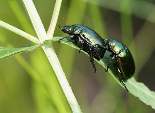 7 Spiritual Meanings of Dreaming of Beetles