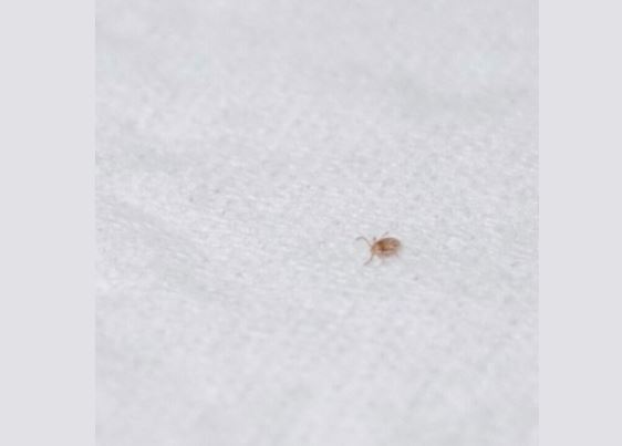 7 Spiritual Meanings of Dreaming of Fleas