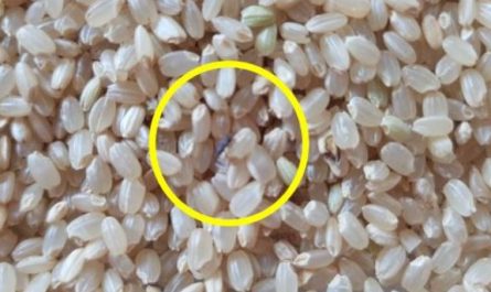 7 Spiritual Meanings of Dreaming of Rice Worm