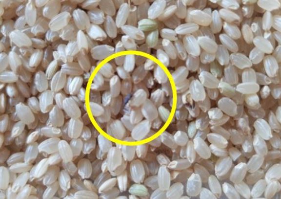 7 Spiritual Meanings of Dreaming of Rice Worm