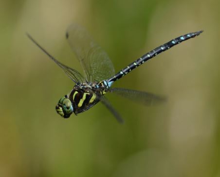 7 Spiritual Meanings of Dreaming of Dragonfly King