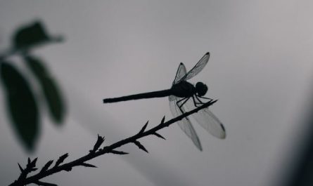 8 Spiritual Meanings of Dreaming of Dragonflies