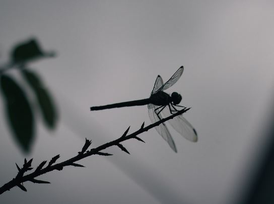 8 Spiritual Meanings of Dreaming of Dragonflies