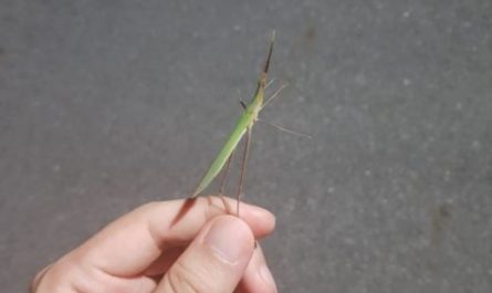 7 Spiritual Meanings of Dreaming of Grasshoppers
