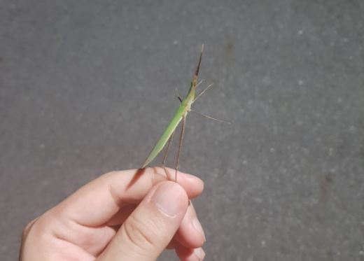 7 Spiritual Meanings of Dreaming of Grasshoppers
