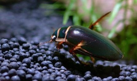 6 Spiritual Meanings of Dreaming of dragon lice