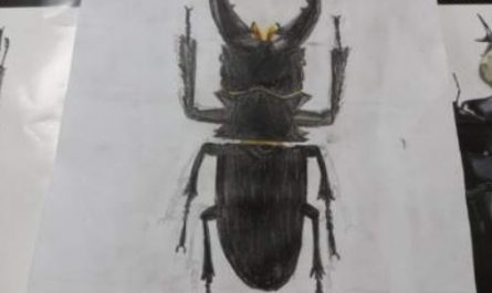 7 Spiritual Meanings of Dreaming of Stag Beetle