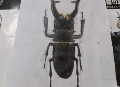 7 Spiritual Meanings of Dreaming of Stag Beetle
