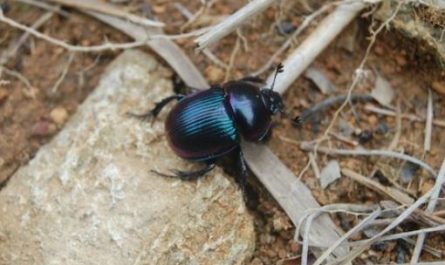 7 Spiritual Meanings of Dreaming of Scarabs