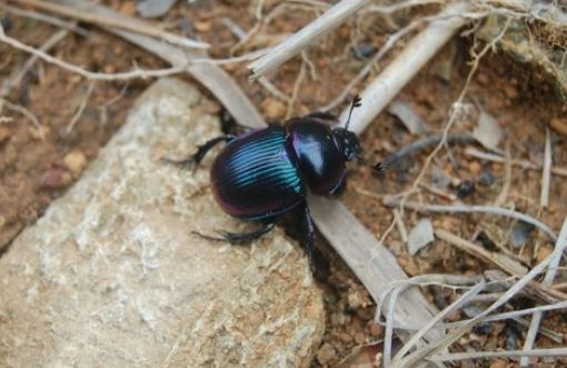 7 Spiritual Meanings of Dreaming of Scarabs