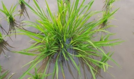6 Spiritual Meanings of Dreaming of Weeds