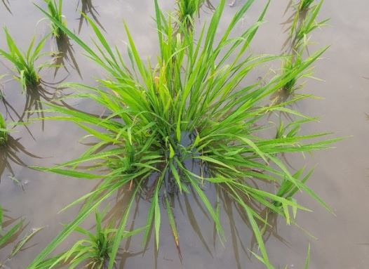 6 Spiritual Meanings of Dreaming of Weeds