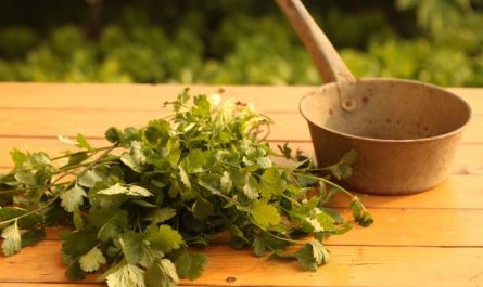 8 Spiritual Meanings of Dreaming of Medicinal Herbs