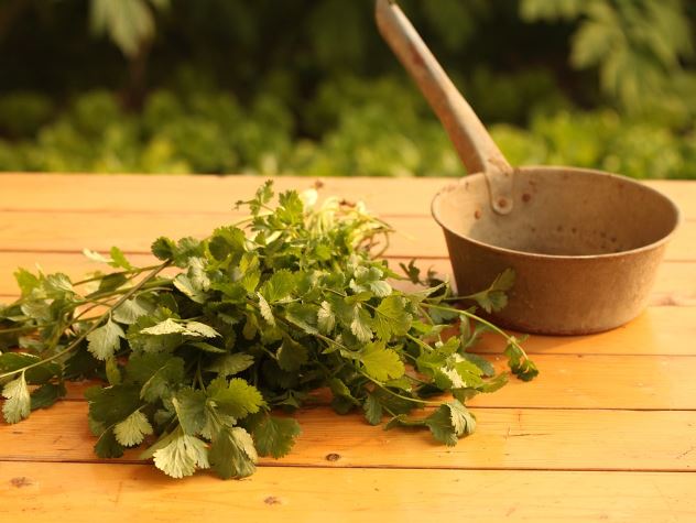 8 Spiritual Meanings of Dreaming of Medicinal Herbs