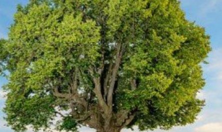 6 Spiritual Meanings of Dreaming of an Old Tree