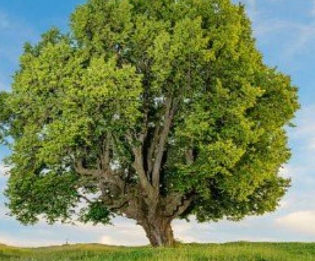 6 Spiritual Meanings of Dreaming of an Old Tree
