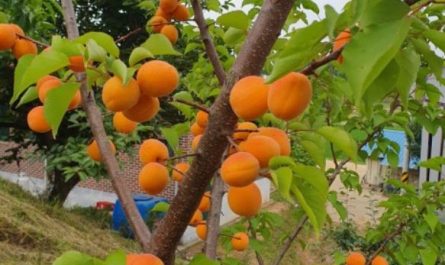 6 Spiritual Meanings of Dreaming of Apricot Trees