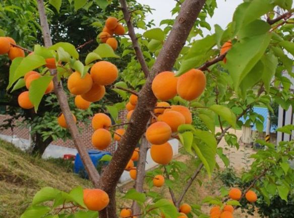 6 Spiritual Meanings of Dreaming of Apricot Trees