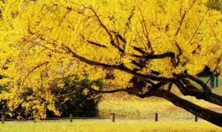 7 Spiritual Meanings of Dreaming of Ginkgo Trees