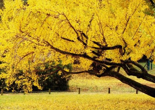 7 Spiritual Meanings of Dreaming of Ginkgo Trees
