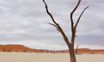 6 Spiritual Meanings of Dreaming of Dead Trees