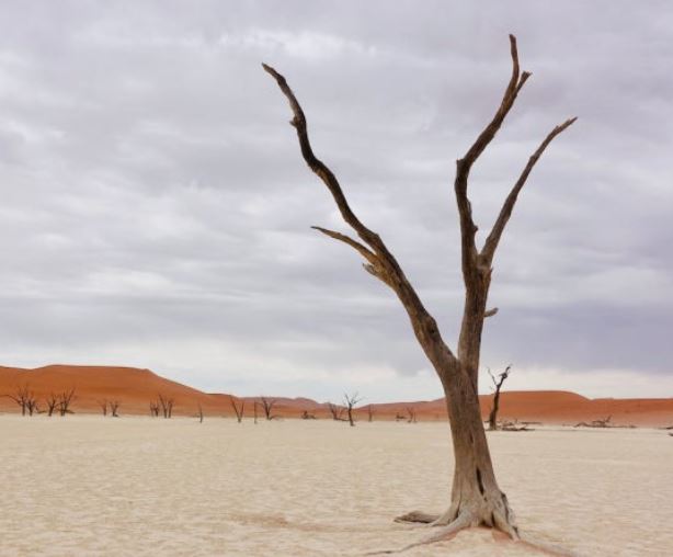 6 Spiritual Meanings of Dreaming of Dead Trees