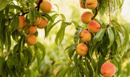 7 Spiritual Meanings of Dreaming of Peach Trees