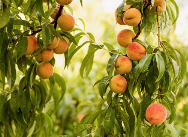7 Spiritual Meanings of Dreaming of Peach Trees