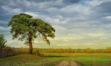 7 Spiritual Meanings of Dreaming of Pine Trees